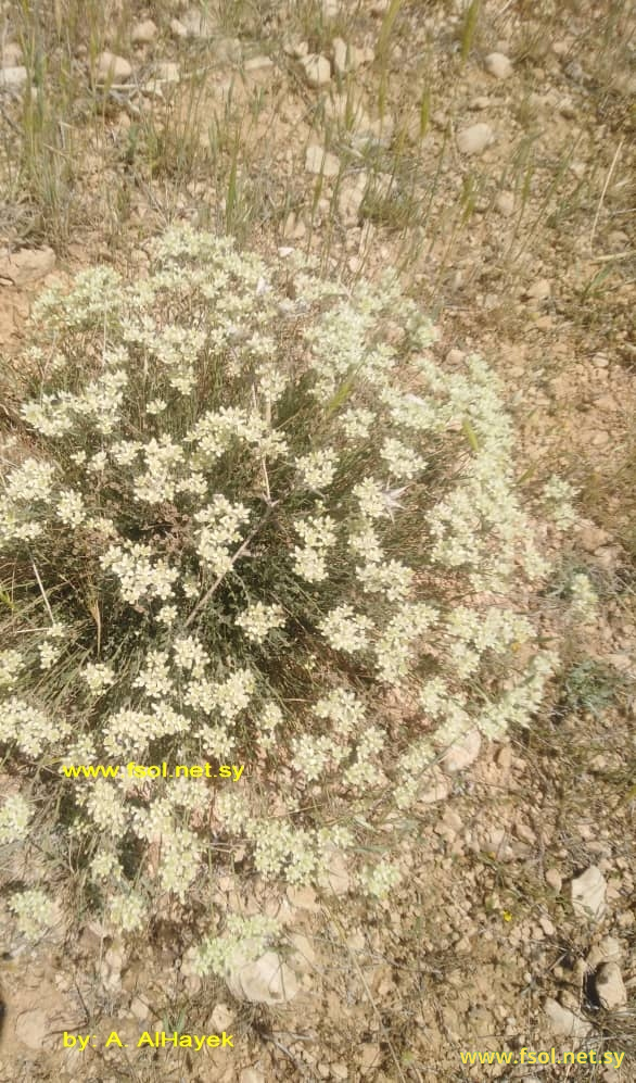 Haplophyllum fruticulosum (labill.) Boiss.